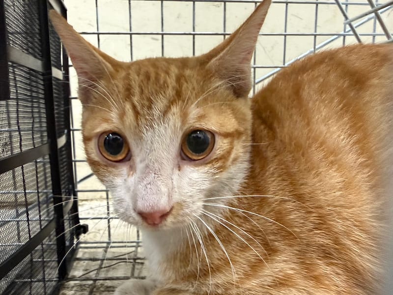 【待認養】混種貓 貓 (女生) - 臺北市動物之家