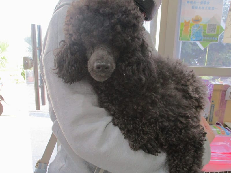【待認養】貴賓犬 狗 (男生) - 高雄市壽山動物保護教育園區