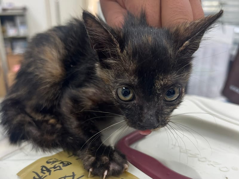 【待認養】混種貓 貓 (女生) - 桃園市動物保護教育園區