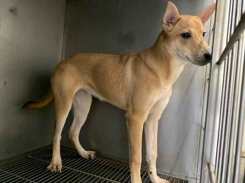 【待認養】混種犬 狗 (女生) - 臺北市動物之家