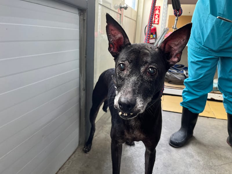 【待認養】混種犬 狗 (女生) - 臺北市動物之家