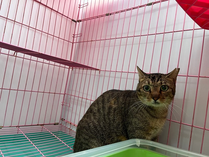 【待認養】混種貓 貓 (男生) - 臺北市動物之家