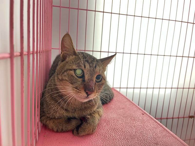 【待認養】混種貓 貓 (男生) - 臺北市動物之家