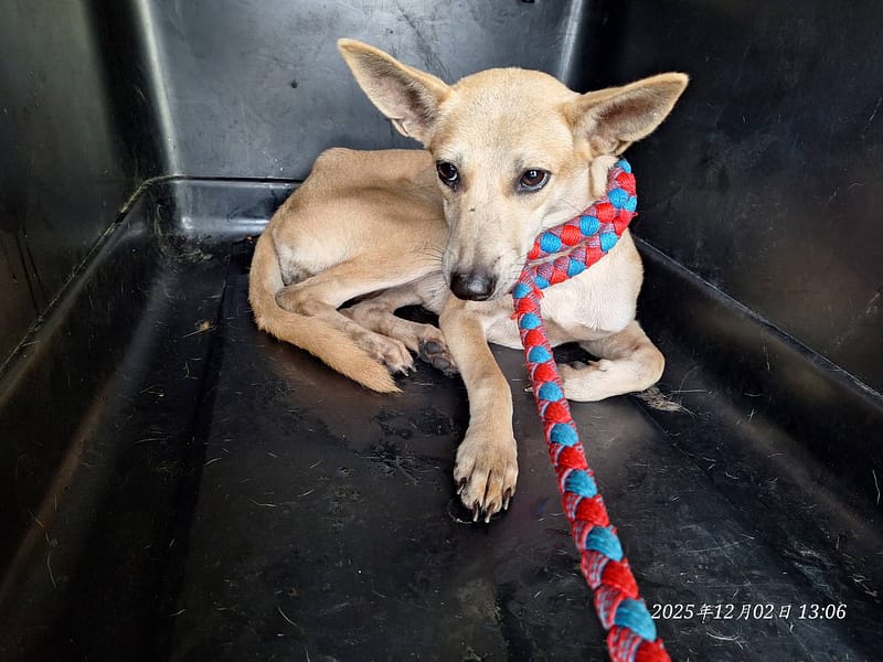 【待認養】混種犬 狗 (女生) - 基隆市寵物銀行