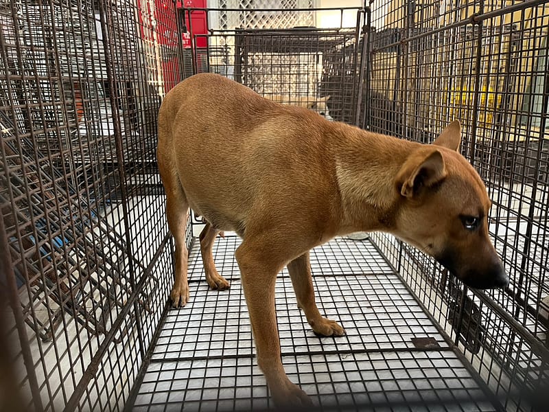 【待認養】混種犬 狗 (女生) - 金門縣動物收容中心