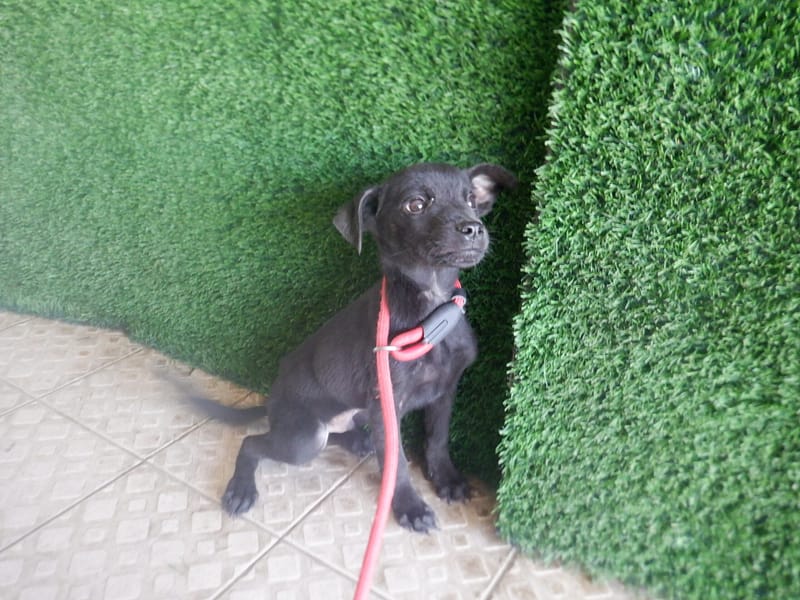 【待認養】混種犬 狗 (男生) - 南投縣公立動物收容所