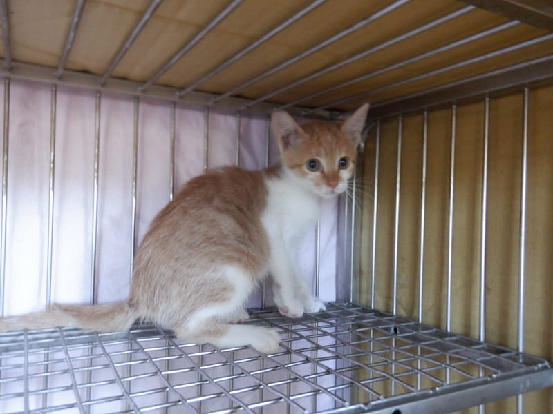 【待認養】混種貓 貓 (女生) - 南投縣公立動物收容所