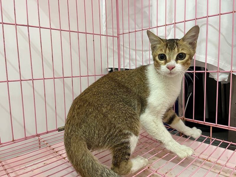 【待認養】混種貓 貓 (男生) - 臺北市動物之家