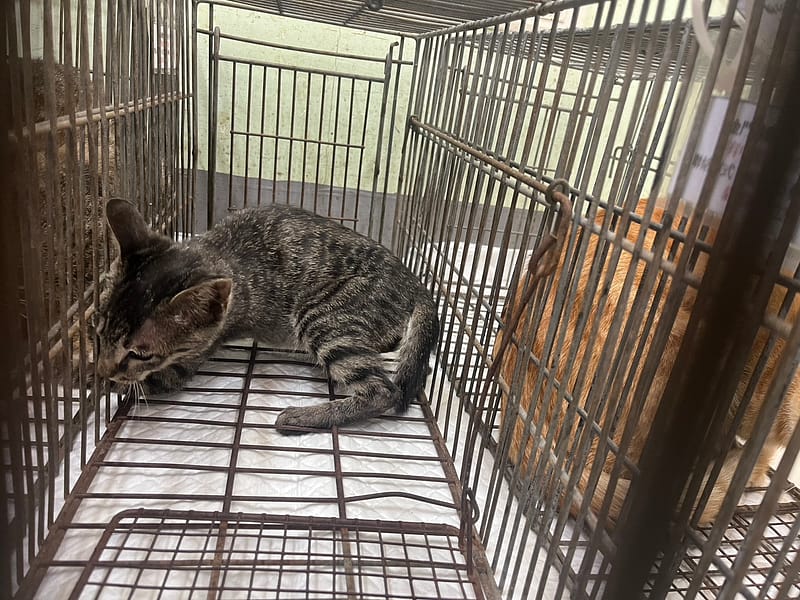 【待認養】混種貓 貓 (男生) - 金門縣動物收容中心