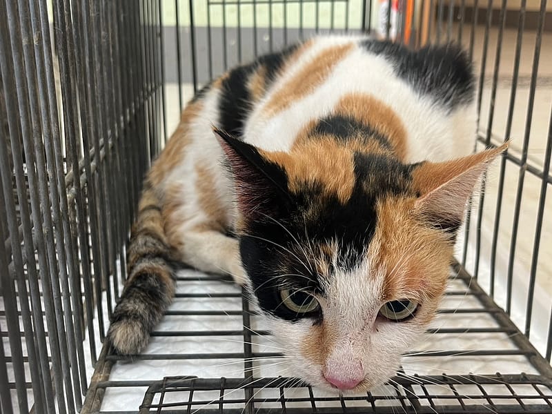 【待認養】混種貓 貓 (女生) - 金門縣動物收容中心