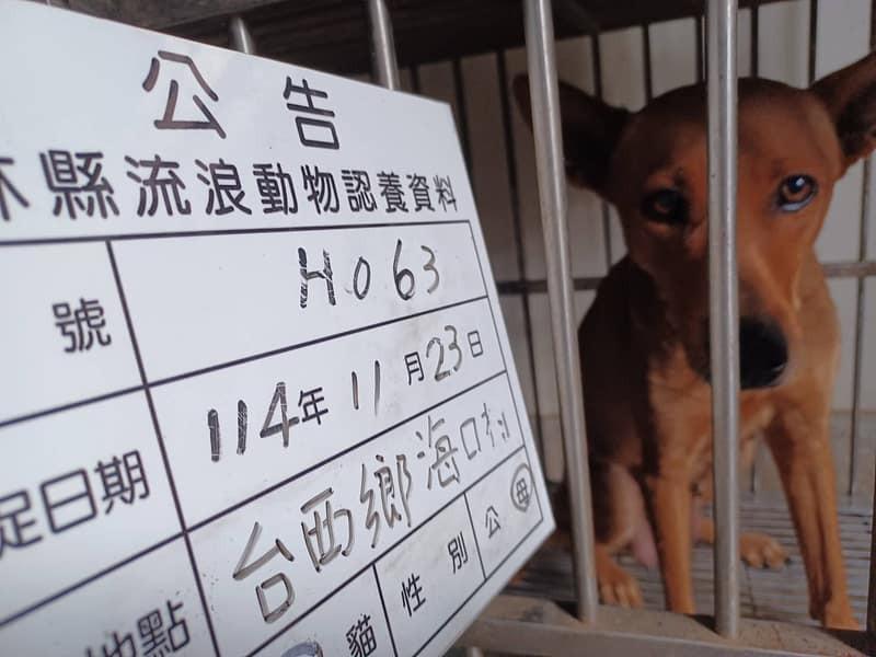 【待認養】混種犬 狗 (女生) - 雲林縣流浪動物收容所