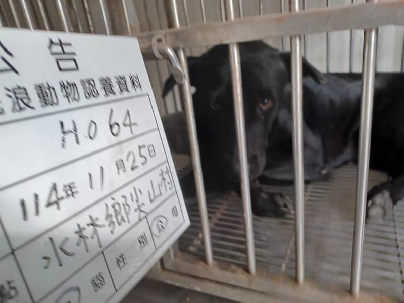 【待認養】混種犬 狗 (男生) - 雲林縣流浪動物收容所