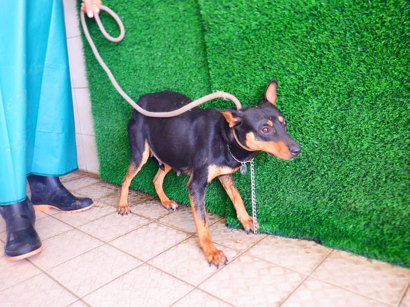 【待認養】混種犬 狗 (女生) - 南投縣公立動物收容所