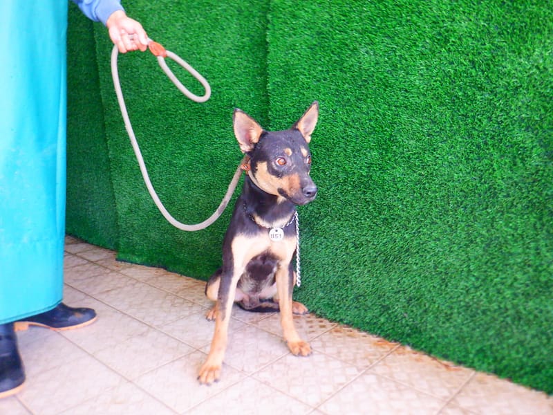 【待認養】混種犬 狗 (男生) - 南投縣公立動物收容所