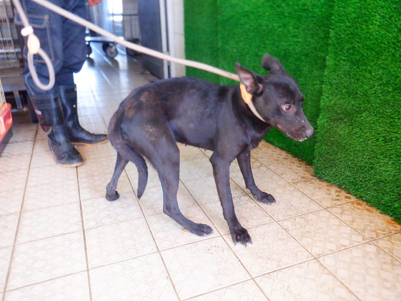 【待認養】混種犬 狗 (女生) - 南投縣公立動物收容所