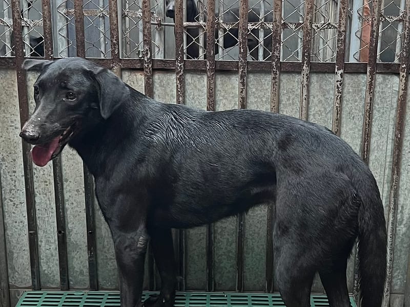 【待認養】混種犬 狗 (女生) - 彰化縣流浪狗中途之家