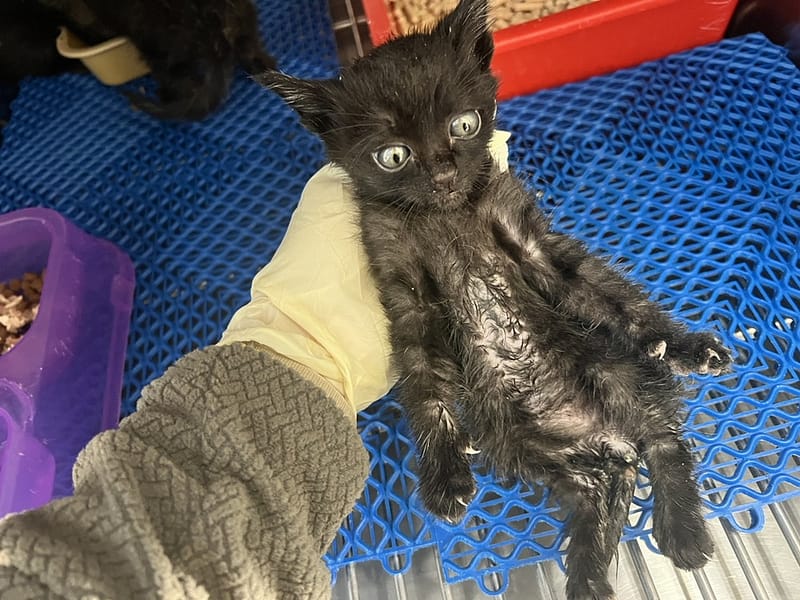 【待認養】混種貓 貓 (男生) - 桃園市動物保護教育園區