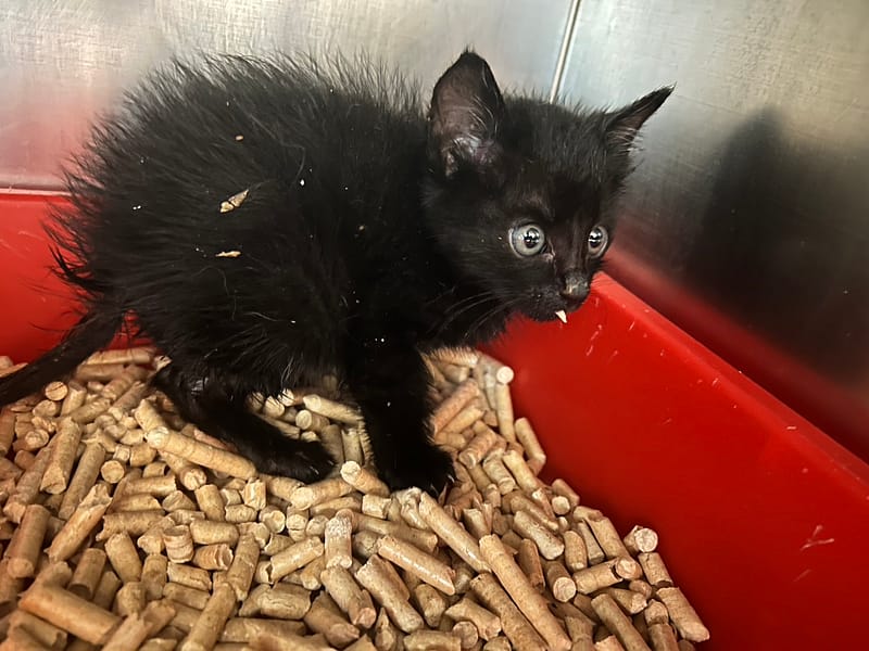 【待認養】混種貓 貓 (男生) - 桃園市動物保護教育園區