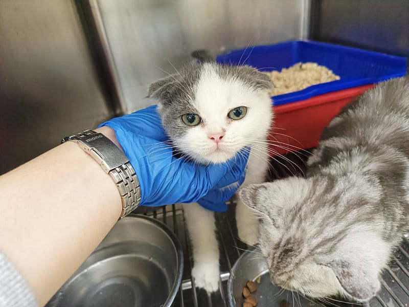 【待認養】混種貓 貓 (男生) - 新竹市動物保護教育園區