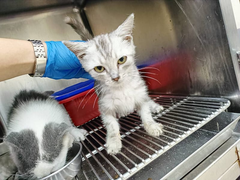 【待認養】混種貓 貓 (男生) - 新竹市動物保護教育園區