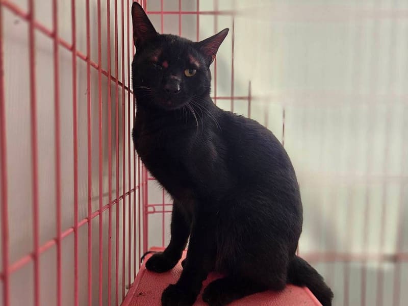 【待認養】混種貓 貓 (男生) - 臺北市動物之家