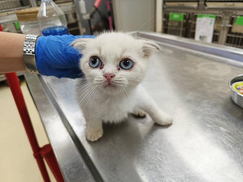 【待認養】混種貓 貓 (男生) - 新竹市動物保護教育園區