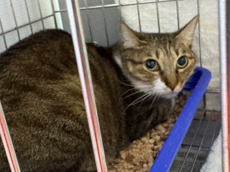 【待認養】混種貓 貓 (女生) - 新北市板橋區公立動物之家