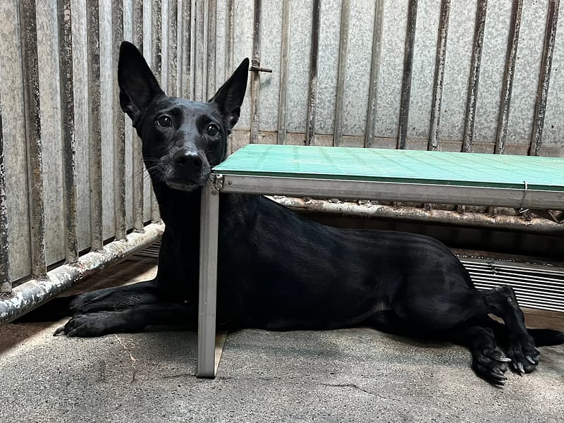 【待認養】混種犬 狗 (女生) - 彰化縣流浪狗中途之家