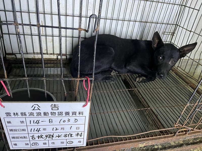 【待認養】混種犬 狗 (男生) - 雲林縣流浪動物收容所