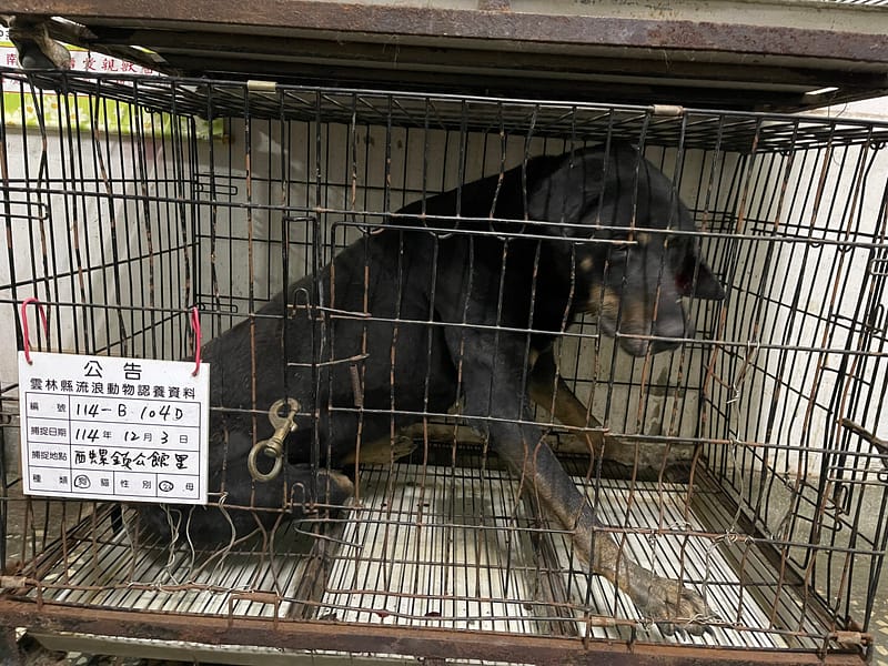 【待認養】混種犬 狗 (男生) - 雲林縣流浪動物收容所
