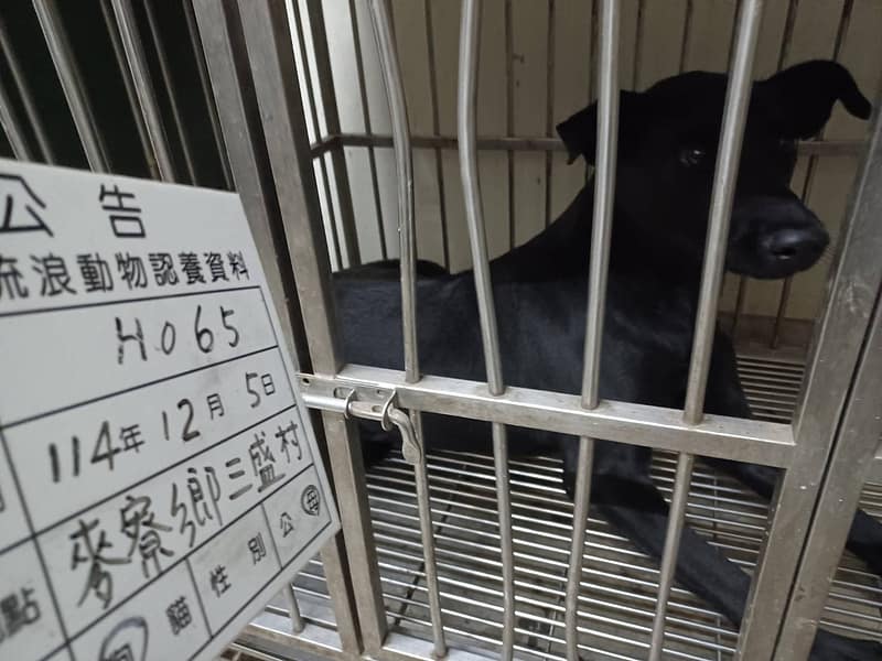 【待認養】混種犬 狗 (女生) - 雲林縣流浪動物收容所