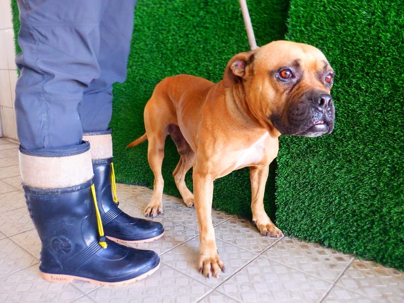 【待認養】混種犬 狗 (男生) - 南投縣公立動物收容所