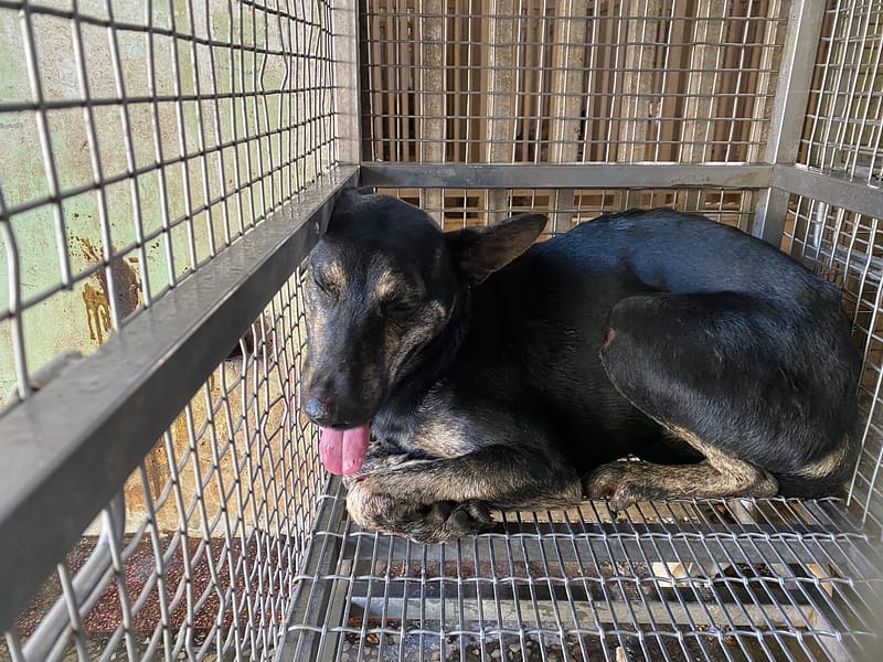 【待認養】混種犬 狗 (男生) - 臺南市動物之家善化站