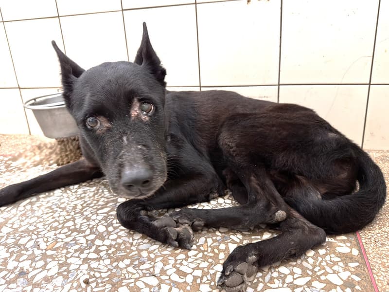 【待認養】混種犬 狗 (男生) - 高雄市壽山動物保護教育園區