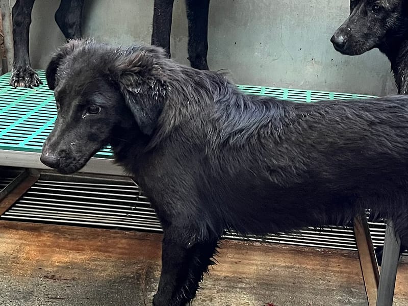 【待認養】混種犬 狗 (男生) - 彰化縣流浪狗中途之家