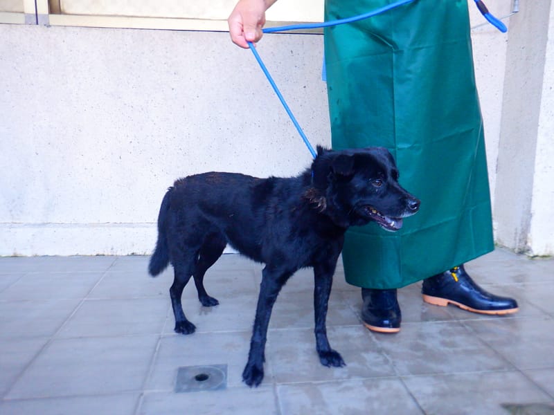 【待認養】混種犬 狗 (女生) - 南投縣公立動物收容所