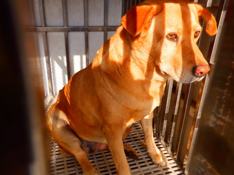 【待認養】混種犬 狗 (女生) - 南投縣公立動物收容所