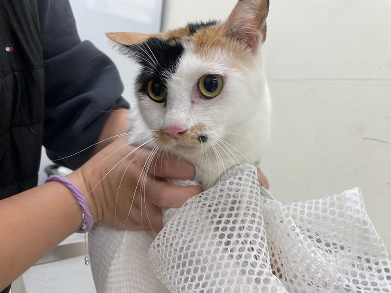 【待認養】混種貓 貓 (女生) - 臺北市動物之家