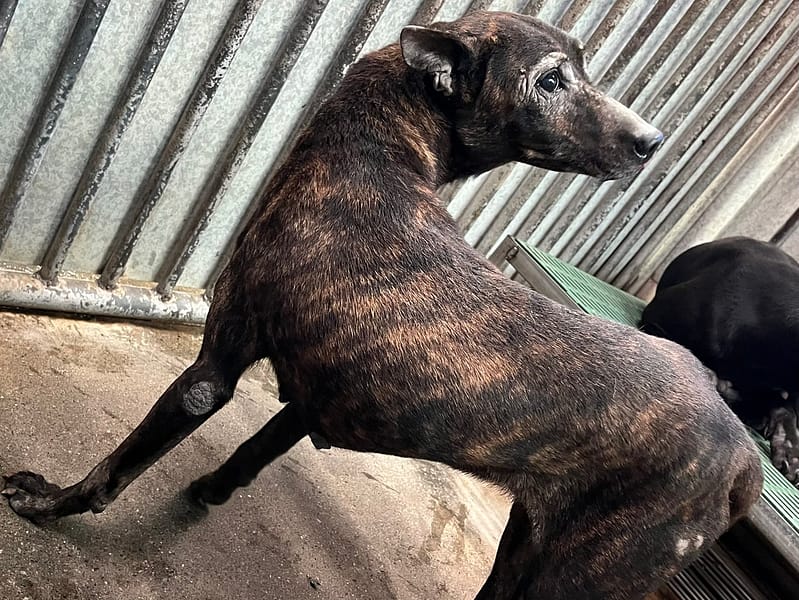 【待認養】混種犬 狗 (女生) - 彰化縣流浪狗中途之家