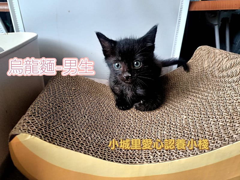 【待認養】混種貓 貓 (男生) - 新北市中和區公立動物之家