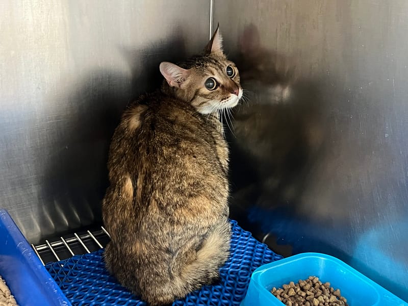 【待認養】混種貓 貓 (女生) - 桃園市動物保護教育園區