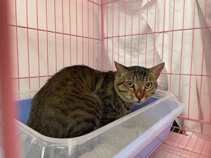 【待認養】混種貓 貓 (男生) - 臺北市動物之家