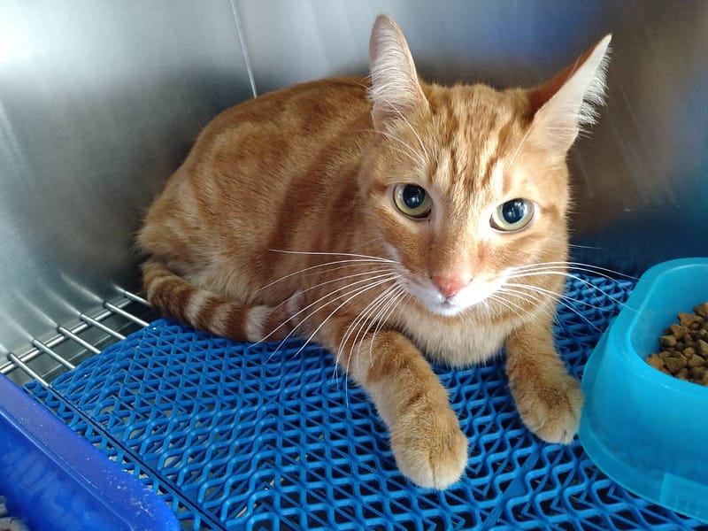 【待認養】混種貓 貓 (男生) - 桃園市動物保護教育園區