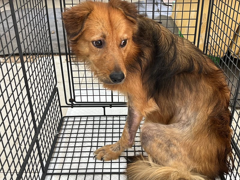 【待認養】混種犬 狗 (男生) - 金門縣動物收容中心