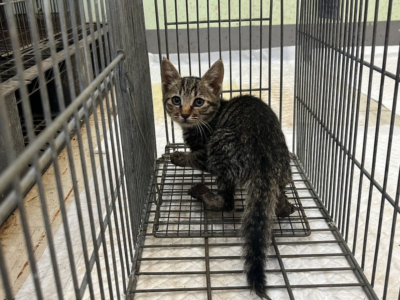 【待認養】混種貓 貓 (男生) - 金門縣動物收容中心