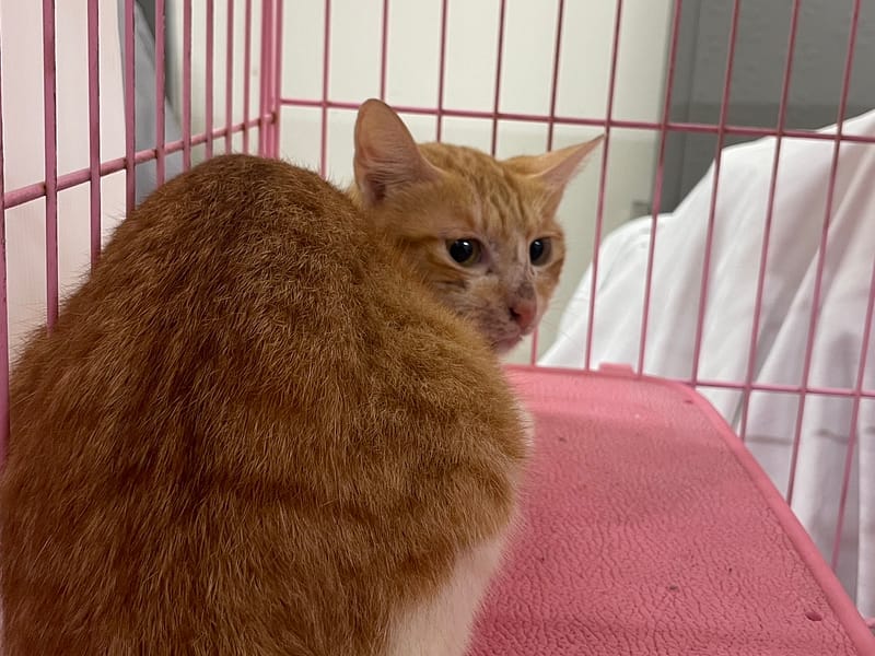 【待認養】混種貓 貓 (女生) - 臺北市動物之家