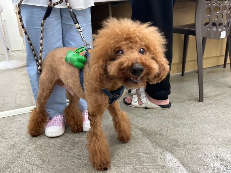 【待認養】貴賓犬 狗 (男生) - 臺北市動物之家