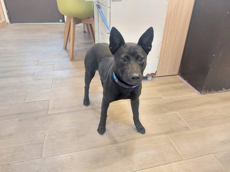 【待認養】混種犬 狗 (女生) - 新北市中和區公立動物之家