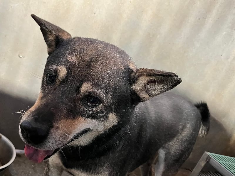 【待認養】混種犬 狗 (男生) - 彰化縣流浪狗中途之家