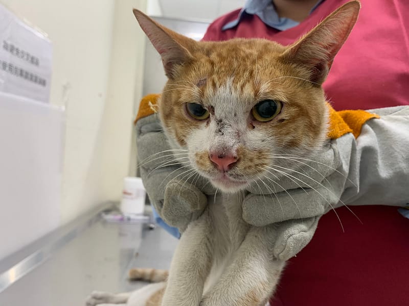 【待認養】混種貓 貓 (男生) - 臺北市動物之家